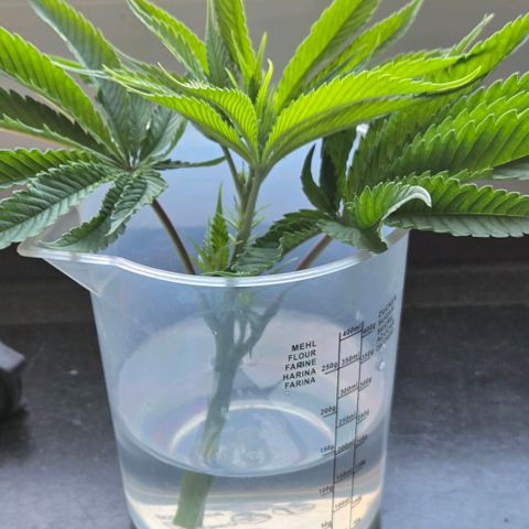 Kalini growlog photo: Das feine stück beim Training gänzlich ab gebrochen. Sie Stretcht aber auch wie Doof.