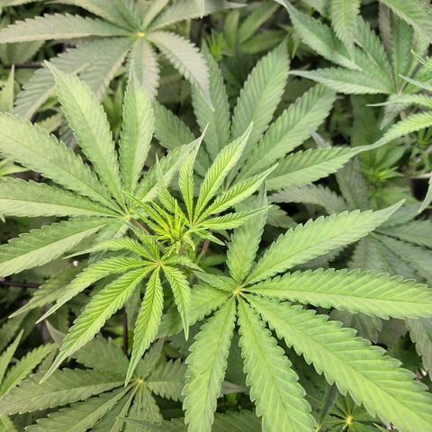 Diesel growlog timeline photo