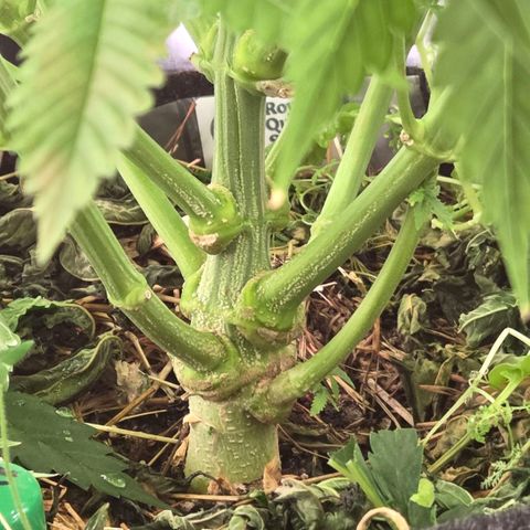 Diesel growlog timeline photo