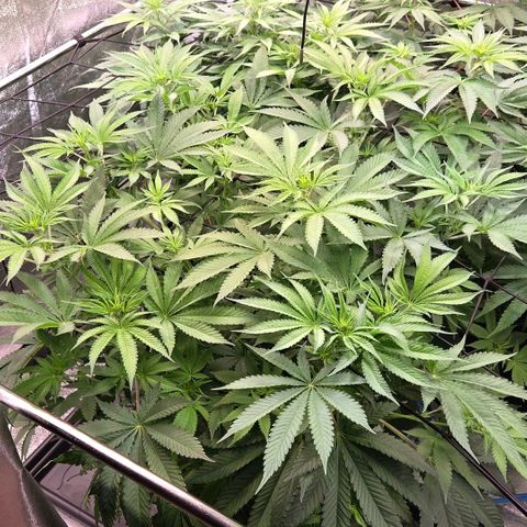 Diesel growlog timeline photo