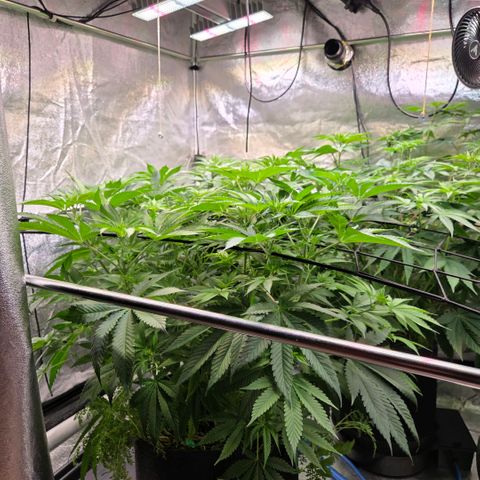 Diesel growlog timeline photo