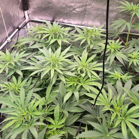 Mexican growlog timeline photo