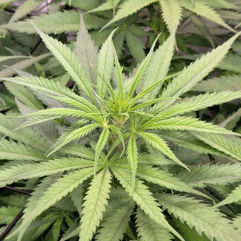 Mexican growlog timeline photo