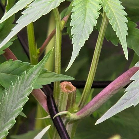 Kalini growlog timeline photo
