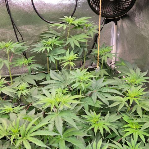 Kalini growlog timeline photo