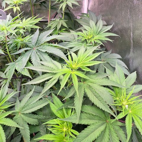 Kalini growlog timeline photo