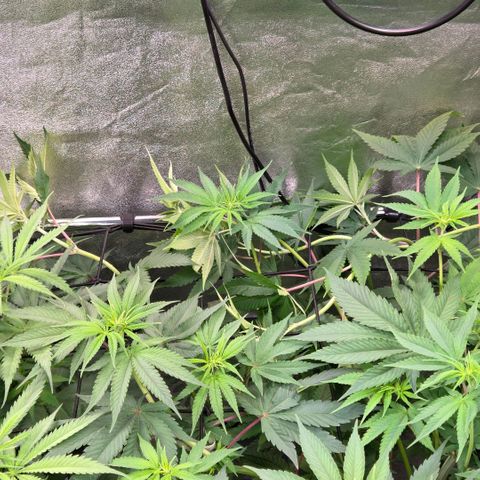 Kalini growlog photo: Da ist ein Trieb böse geknickt. Die stretcht aber auch u so blöd in der hintersten Ecke