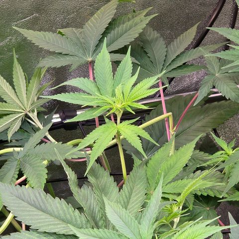 Kalini growlog photo: Da ist ein Trieb böse geknickt. Die stretcht aber auch u so blöd in der hintersten Ecke