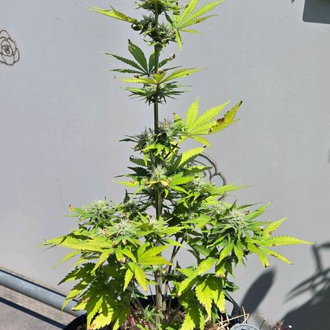 Amnesia S growlog photo: Outdoor. Soll sie doch unter normaler Sonne reifen 