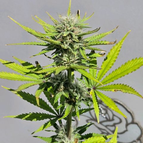 Amnesia S growlog photo: Outdoor. Soll sie doch unter normaler Sonne reifen 