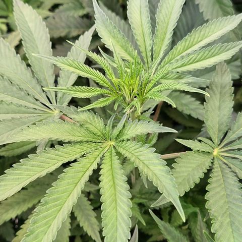 Diesel growlog timeline photo