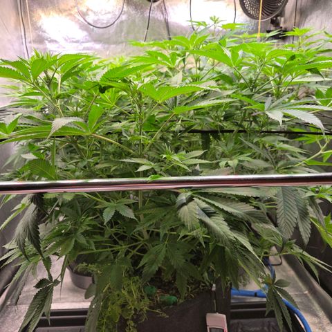 Diesel growlog timeline photo
