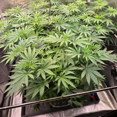 Diesel growlog timeline photo