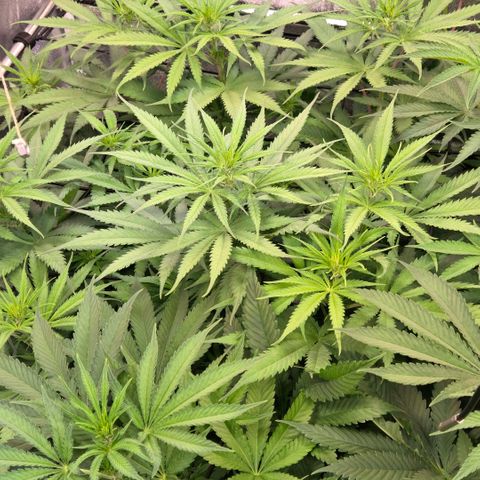 Mexican growlog timeline photo