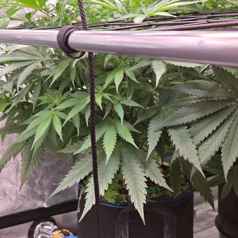Mexican growlog timeline photo