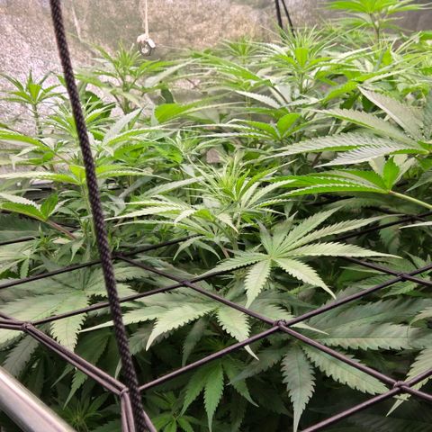 Mexican growlog timeline photo
