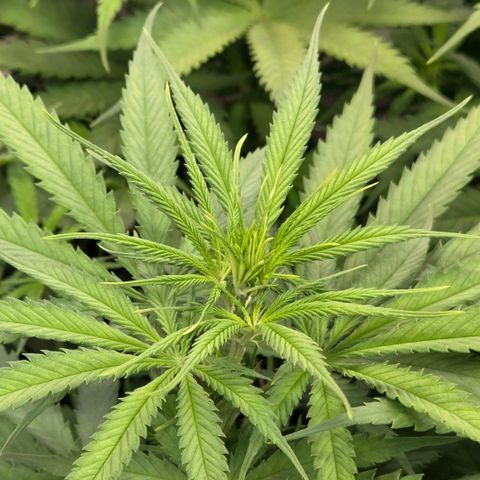 Mexican growlog timeline photo