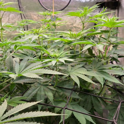 Kalini growlog timeline photo