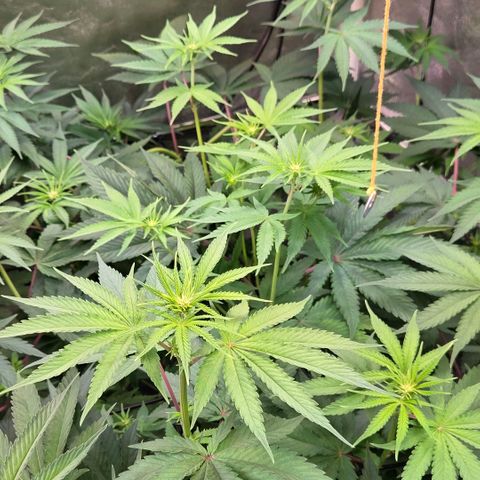 Kalini growlog timeline photo
