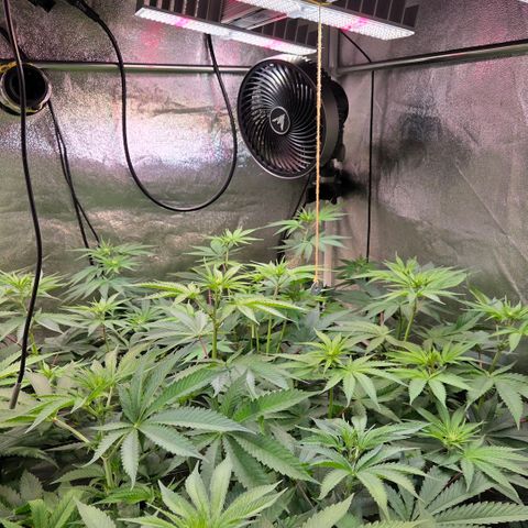 Kalini growlog timeline photo