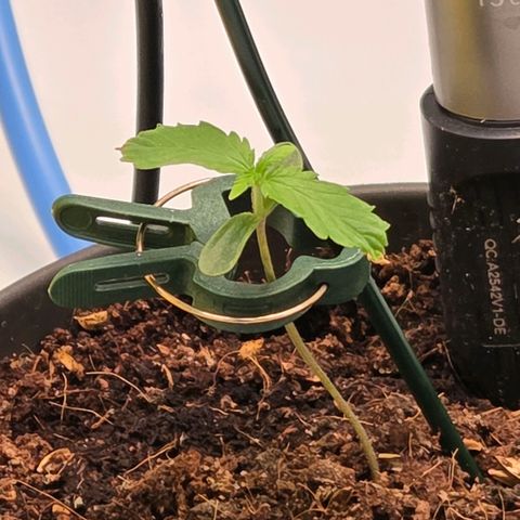 Skitti 1 growlog timeline photo