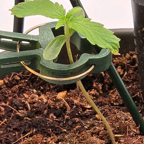 Skitti 1 growlog timeline photo