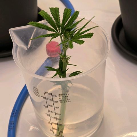 Skitti 1 growlog photo: Ganz schlicht u einfach die abgebrochen K. Asia Spitze neu Wurzeln zu lassen