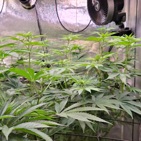 Kalini growlog timeline photo