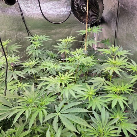 Kalini growlog timeline photo