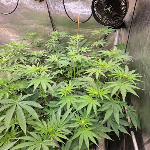 Kalini growlog timeline photo