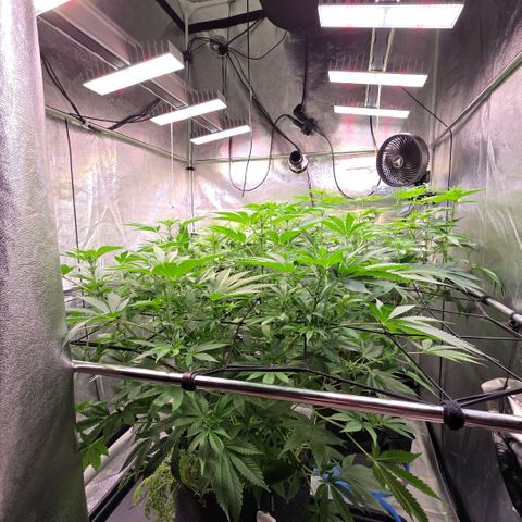 Diesel growlog timeline photo