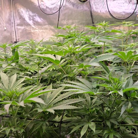 Diesel growlog timeline photo