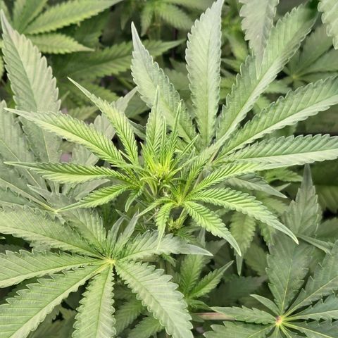 Diesel growlog timeline photo