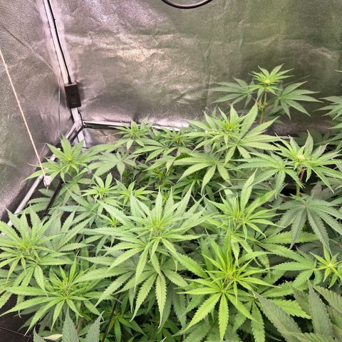 Mexican growlog timeline photo