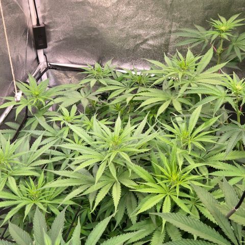 Mexican growlog timeline photo