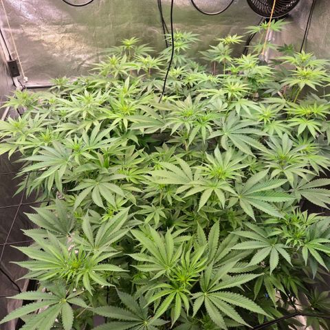 Kalini growlog timeline photo