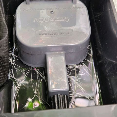 Kalini growlog photo: Wurzeln dehnen sich aus .