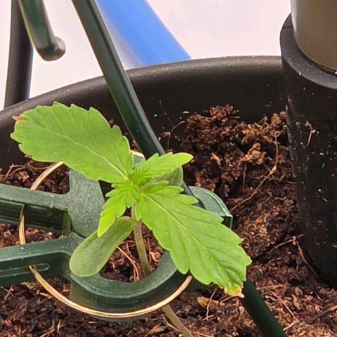 Skitti 1 growlog timeline photo