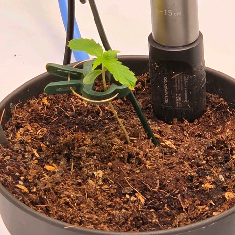 Skitti 1 growlog timeline photo