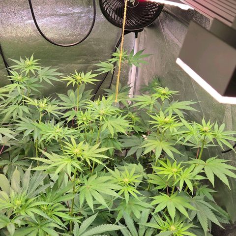 Kalini growlog timeline photo