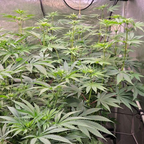 Kalini growlog timeline photo