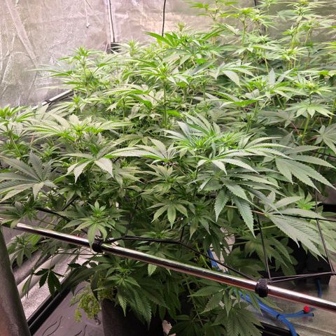 Diesel growlog timeline photo