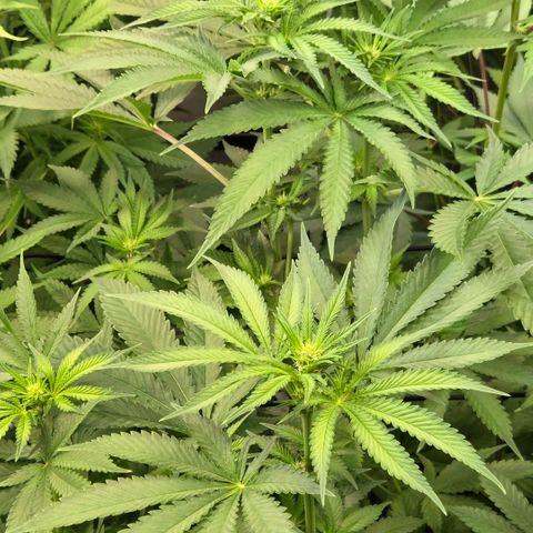 Diesel growlog timeline photo