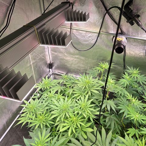 Mexican growlog timeline photo