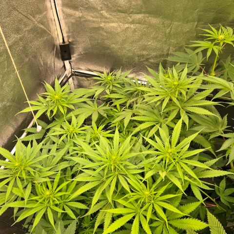Mexican growlog timeline photo