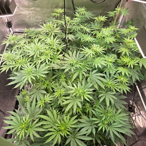 Kalini growlog timeline photo