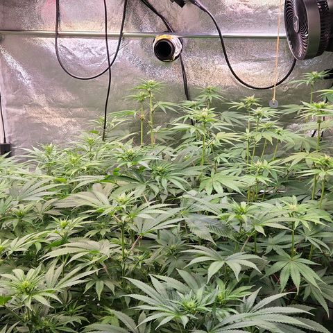 Kalini growlog timeline photo