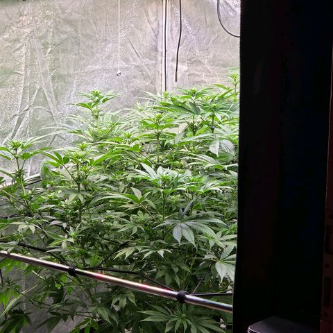 Kalini growlog timeline photo