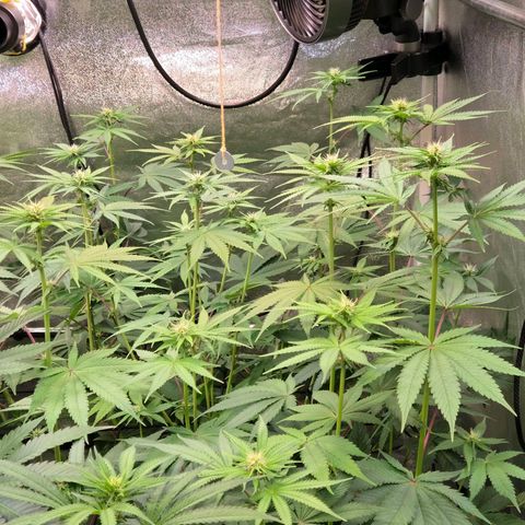 Kalini growlog timeline photo