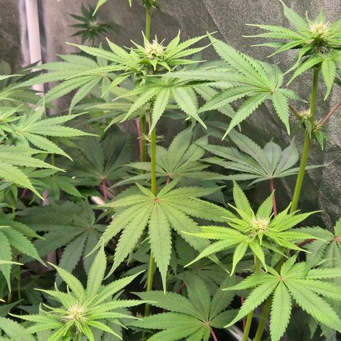 Kalini growlog timeline photo